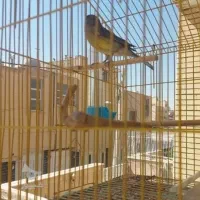 یک قناری سبز نر و دارچینی نر