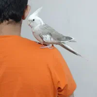 طوطی