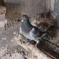 کبوتر پلاکی جانسون