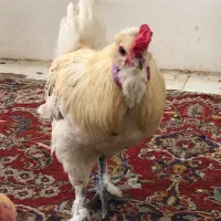 فوری خروس زینتی امپریال فرفری