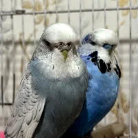 جفت مولد مرغ عشق انگلیسی