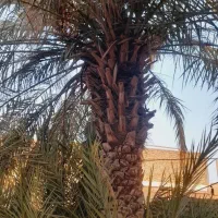 قطع نخل بریدن درخت هرس تمیز نخل سم پاشی|خدمات باغبانی و درختکاری|اهواز, نادری|دیوار