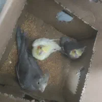 سه تا عروس هلندی معاوضه میکنم