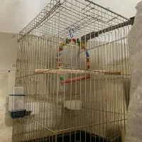 قفس پرنده