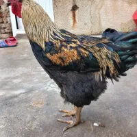 خروس|حیوانات مزرعه|عجب شیر, |دیوار