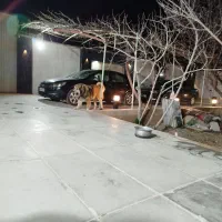 سگ خراسانی2سال