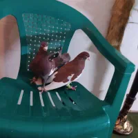 کبوتر پرشی|پرنده|شیراز, گود عربان|دیوار