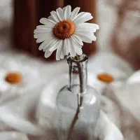 خریدار گروهای قدیمی سال 2017.2019