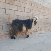 دوبر بعده بز