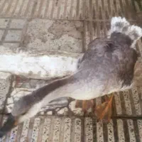 قو غاز آفریقایی