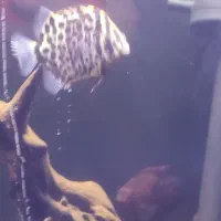 ماهی گرین اسکات|ماهی|زاهدان, |دیوار