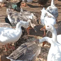 گله  قوغاز  زیبا