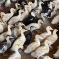 اردک پکنی 22 روزه فوق‌العاده