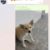 پاپی 6ماهه نر با پامر روباهی