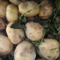 سیب زمینی  پوس کاغذی