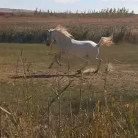 اسب مادیان  گوزل|اسب و تجهیزات اسب‌سواری|نظر کهریزی, |دیوار