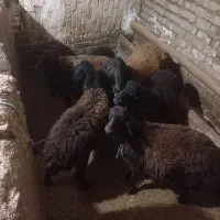 ۷راس گوسفند