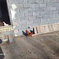 خروس بومی|حیوانات مزرعه|مبارکه, |دیوار