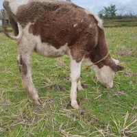 گاو حیوانات مزرعه|حیوانات مزرعه|رشت, کوی مهر|دیوار