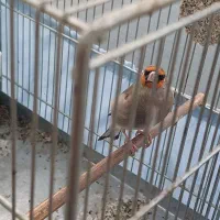 سهره|پرنده|پاکدشت, حصار امیر|دیوار