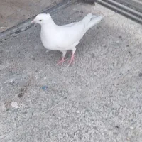 کبوتر