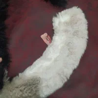 خز برای لباس|لباس|تبریز, |دیوار