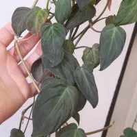 گل های اویزی|گل و گیاه طبیعی|بناب, |دیوار