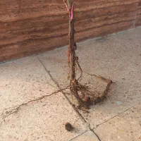 نهال گل محمدی مخصوص مربا