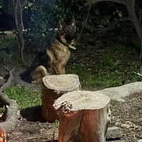 ماده ژرمن کلاس a جفت خورده|سگ|جیرفت, |دیوار