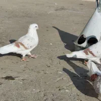 گرده دار|پرنده|بروجرد, |دیوار