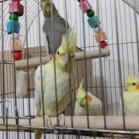 فروش عروس هلندی|پرنده|ابریشم, |دیوار