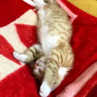 بچه گربه
