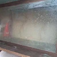 اکواریو ماهی