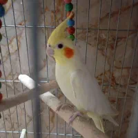 عروس هلندی لوتینو ماده