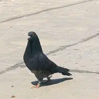 سیاه صید اقبلاغ