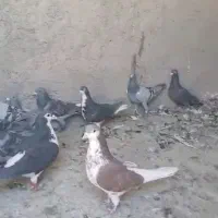 کبوتر پلاکی|پرنده|مشهد, آزادشهر|دیوار