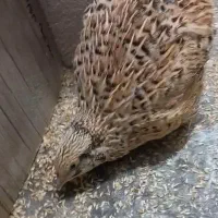 جوجه قناری نر|پرنده|رشت, شالکو|دیوار