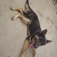 توله سگ ژرمن پلیسی