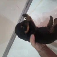 فروش توله روتوایلر