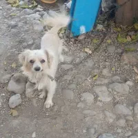 سگ پاکوتاه فک کوچیک 4میلیون تومان|سگ|رامیان, |دیوار