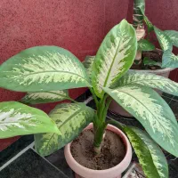 گل دیفن باخیای خارجی ساقه درشت برگ پهن بزرگ|گل و گیاه طبیعی|مهاباد (آذربایجان غربی), |دیوار