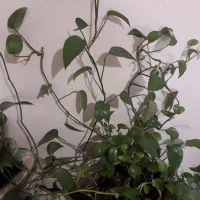 گل پتوس|گل و گیاه طبیعی|اصفهان, لاله|دیوار