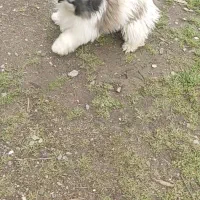 پاکوتاه تریراصیل ماده