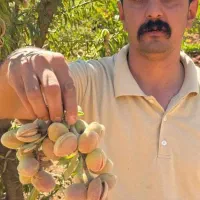 نهال بادام تجاری و خوش فرم|خدمات باغبانی و درختکاری|تاکستان, |دیوار