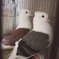 جوجه دوکت برخوار|پرنده|اصفهان, باغ فدک|دیوار