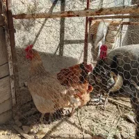 سه تا مرغ با یه خروس