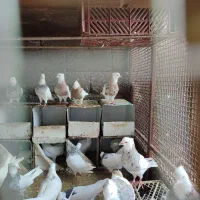 طوقی کرمانشاهی