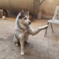 توله هاسکی|سگ|تهران, والفجر (افسریه)|دیوار