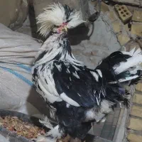 2عدد خروس زینتی یکیش سلطان|پرنده|آران و بیدگل, |دیوار