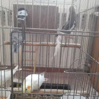 عدد عروس هلندی 6 عدد